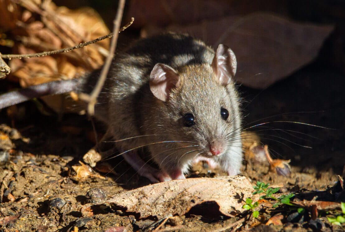 Hausmittel gegen Ratten Was wirkt und was nicht